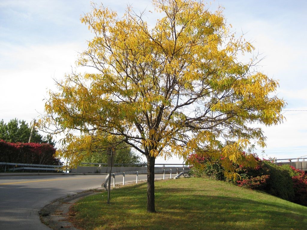 Thornless Honey Locust Tree (Glenditsia triacanthos f. inermis)