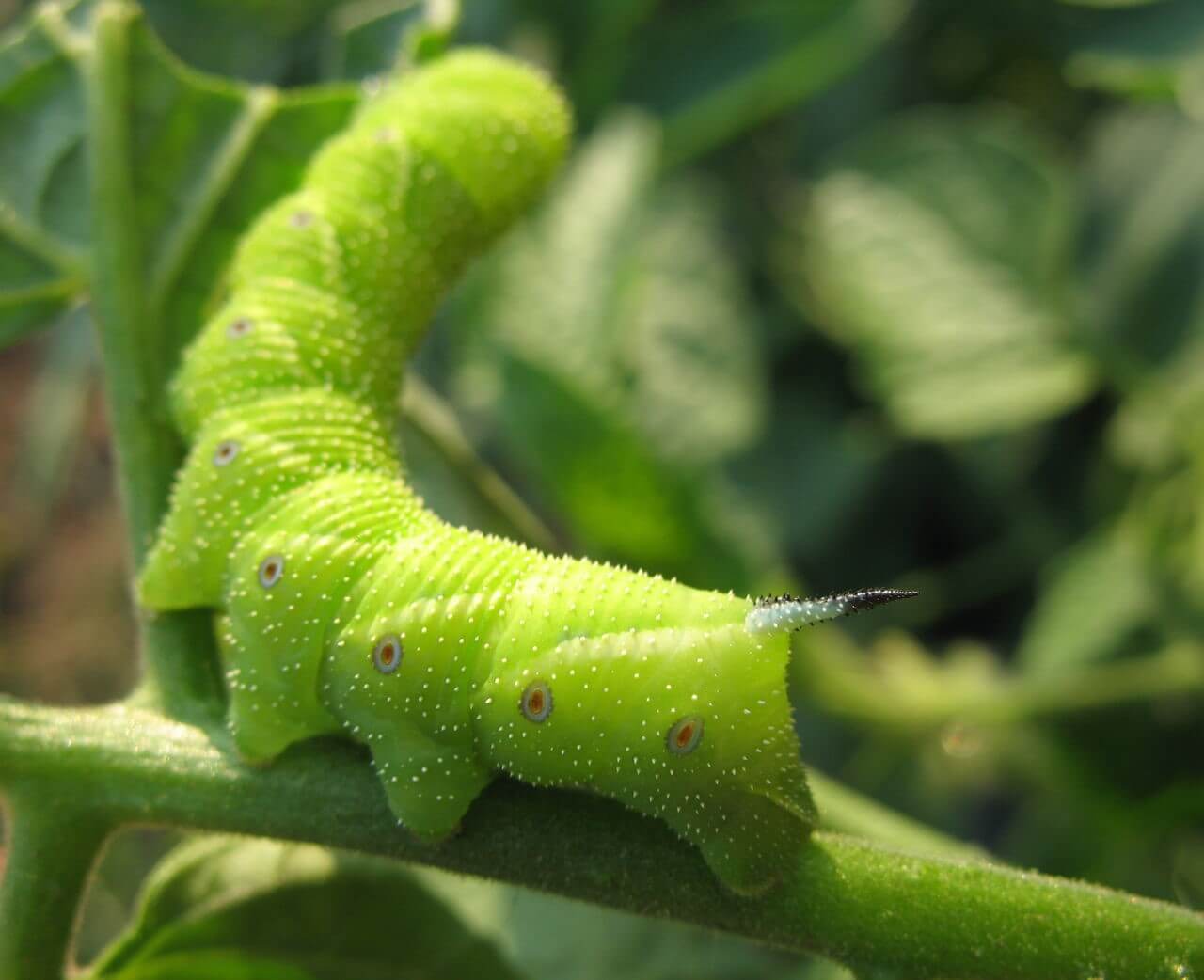 Tobacco Hornworm Caterpillar (Manduca Sexta)