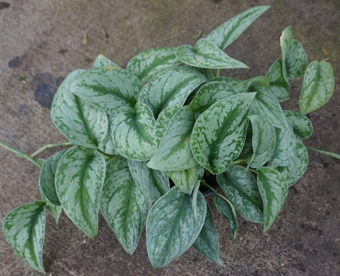 Trebi Pothos