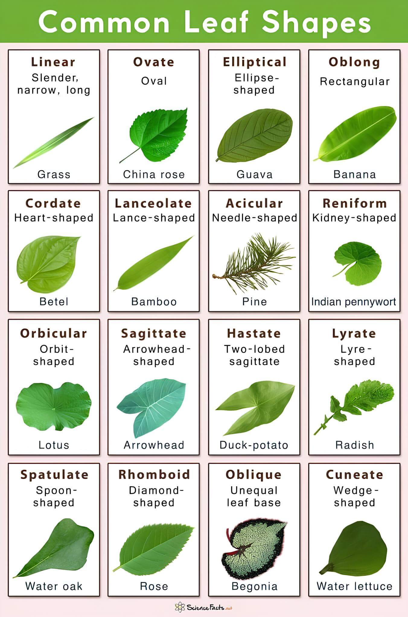 Tree Leaf Identification Based on Shapes