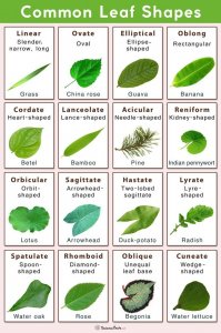 Types of Tree Leaves with Pictures for Easy Identification ...