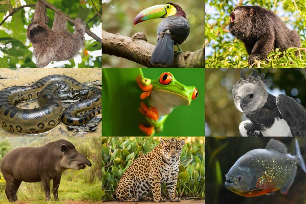 Tropical Rainforest Animals and Plants with Pictures and Names -  EatHappyProject