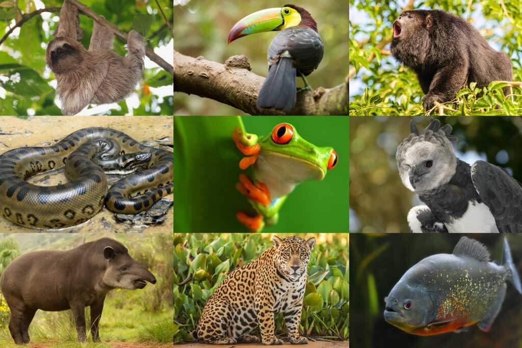 Tropical Rainforest Animals And Plants With Pictures And Names Eathappyproject