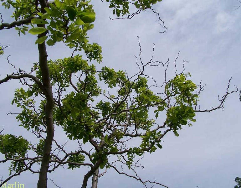 Twisty Baby Black Locust