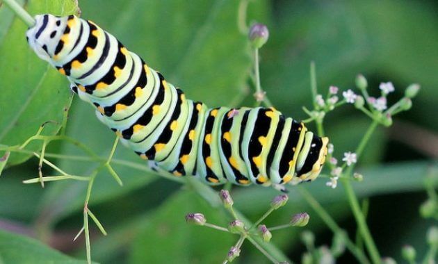Types Of Caterpillars