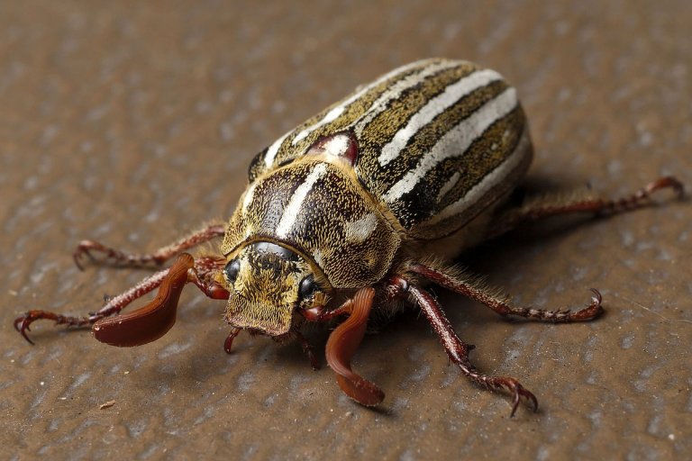 Types of Beetles You Should Know!
