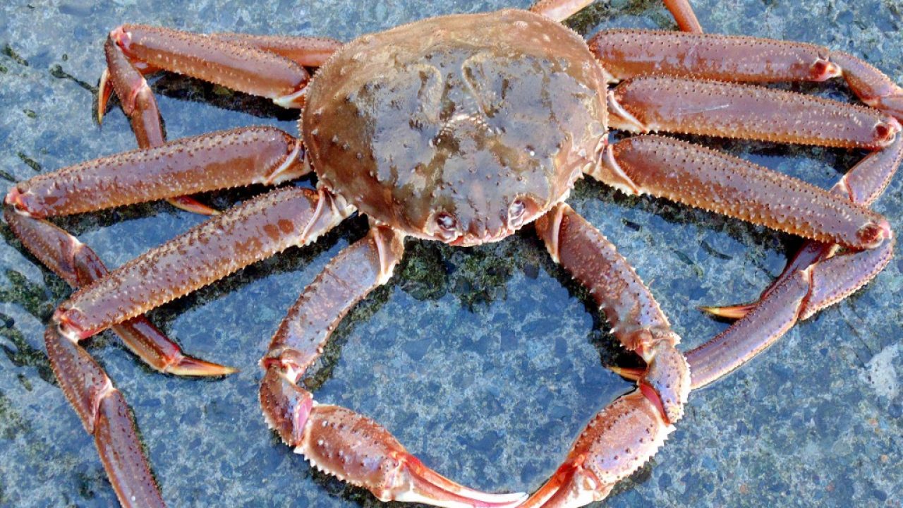 Types of Crab