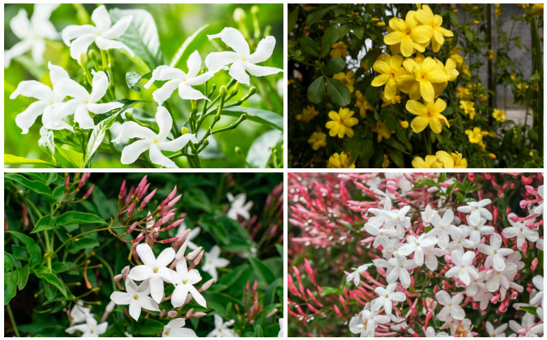 Types of Jasmine Flowers
