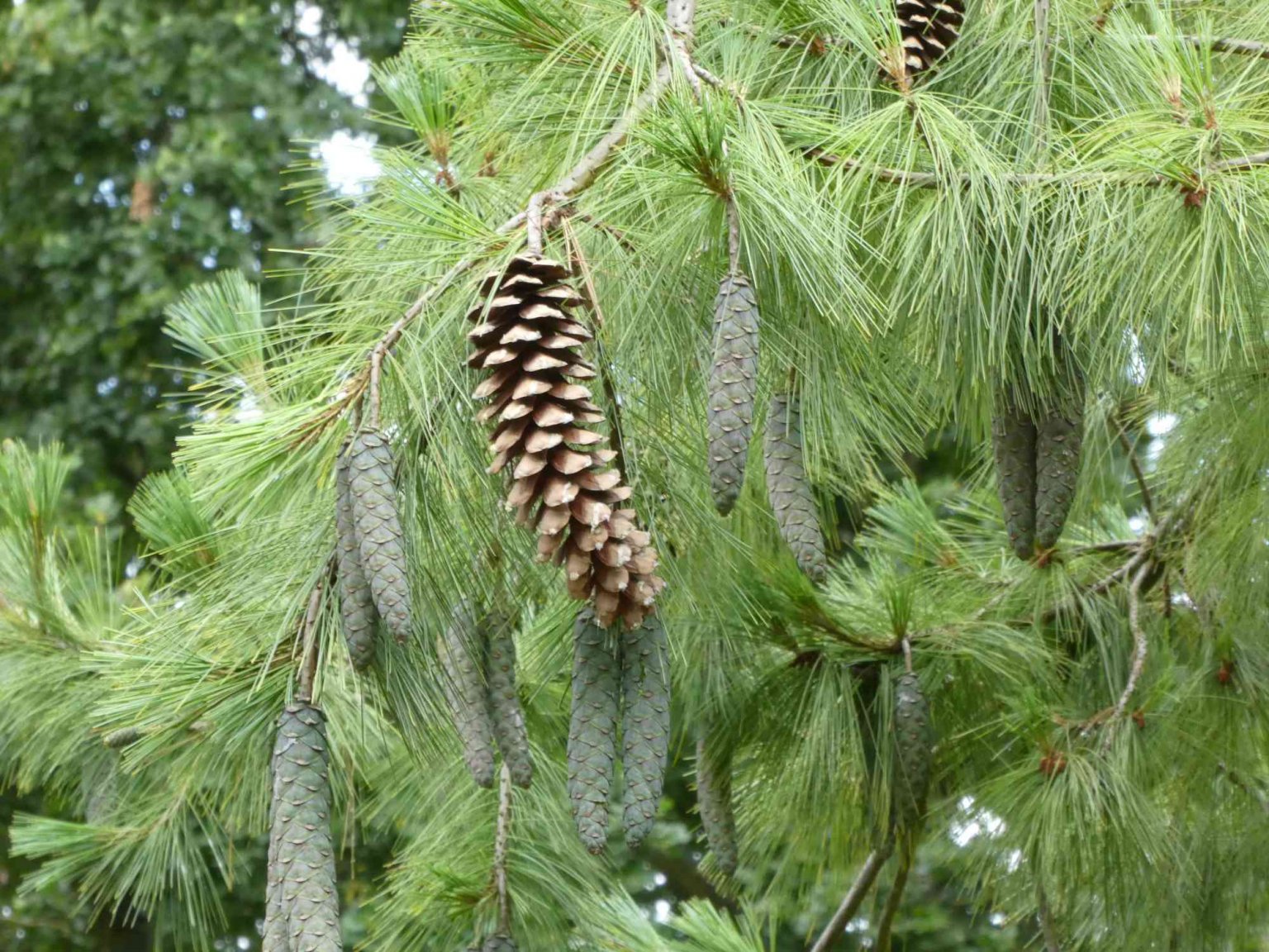 types-of-pine-trees-with-identification-guide-chart-and-pictures