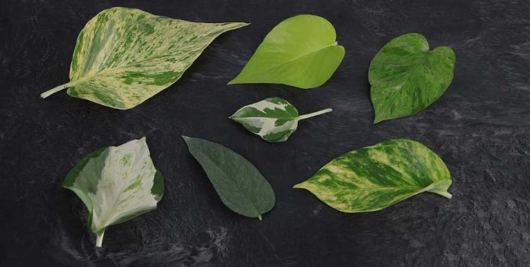 Types of Pothos Plants