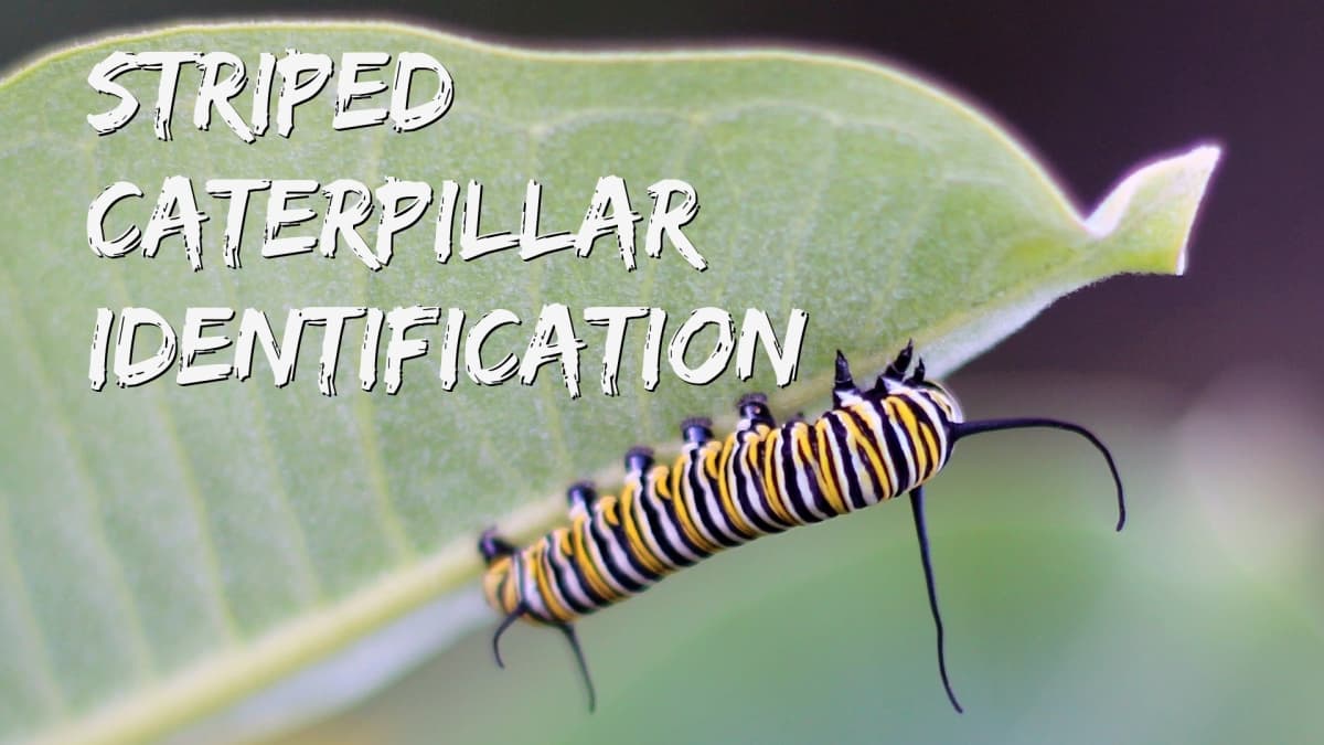 Types of Striped Caterpillars