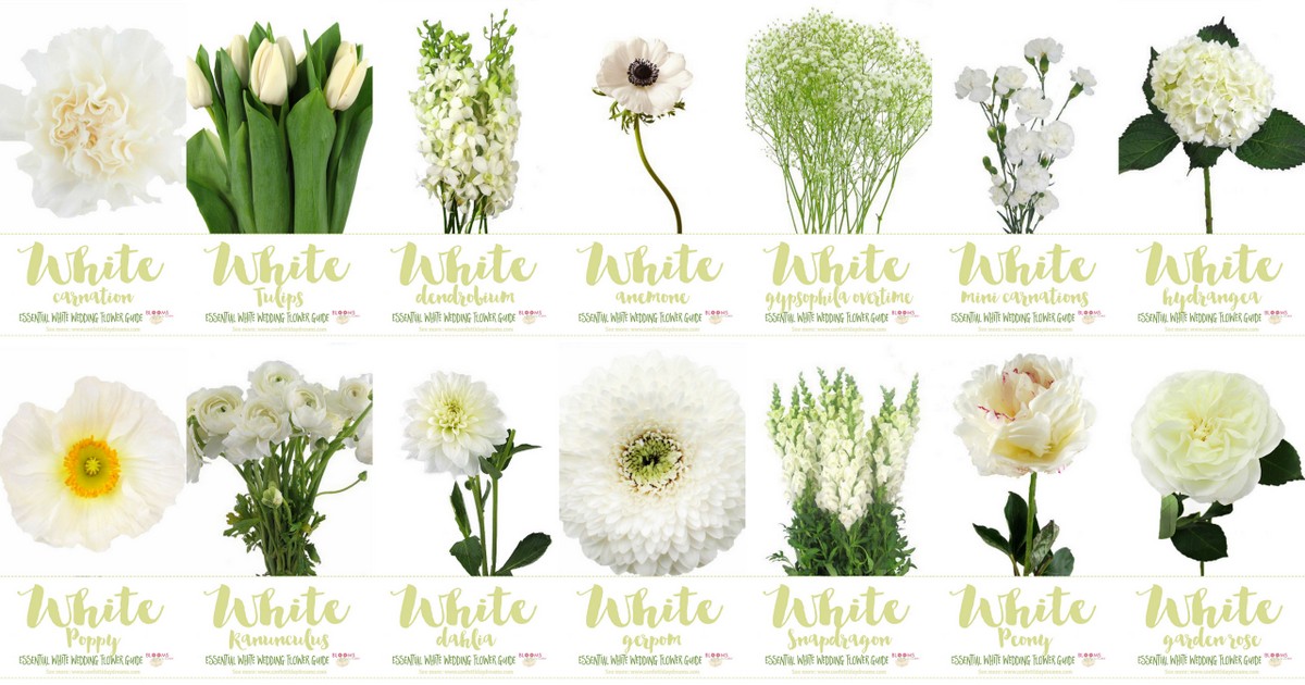 Types of White Flowers