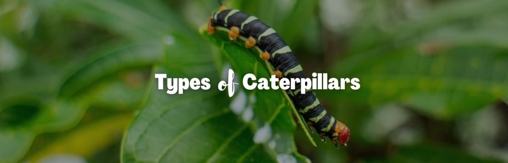 Types Of Caterpillars with Helpful Identification Chart and Pictures