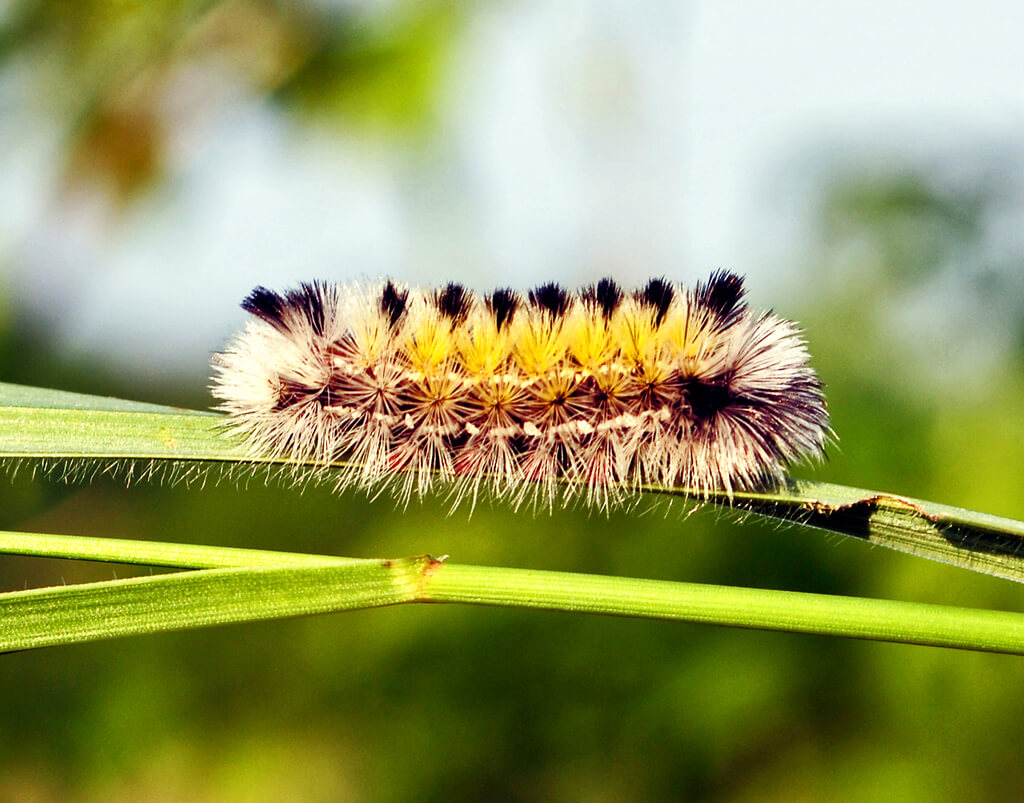 Virginia Ctenucha Caterpillar