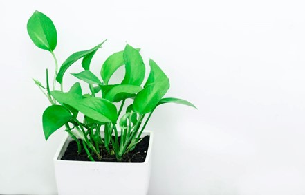 Ways in Which you can Grow Pothos