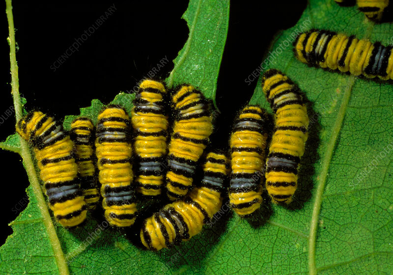 Western Grapeleaf Skeletonizer Moth Caterpillar