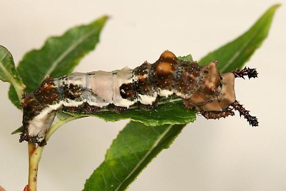 White Admiral Caterpillar