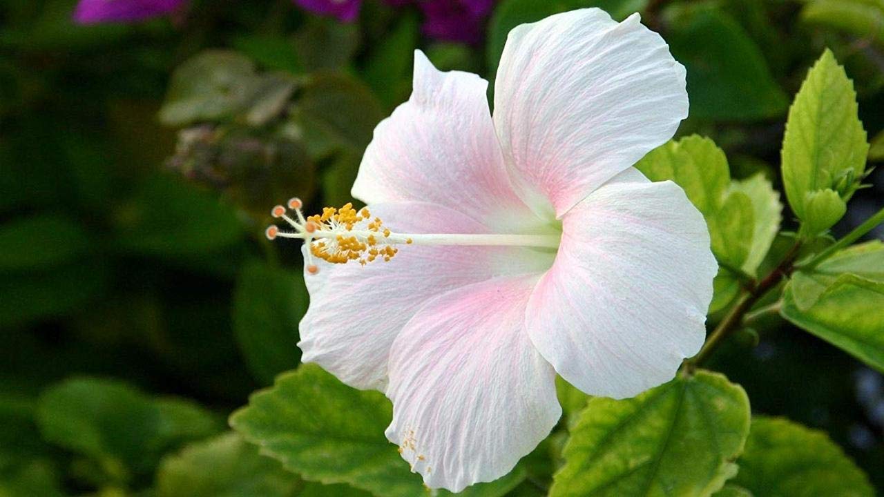 White Hibiscus