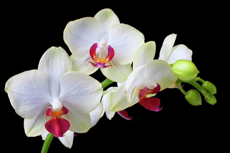 White Orchids