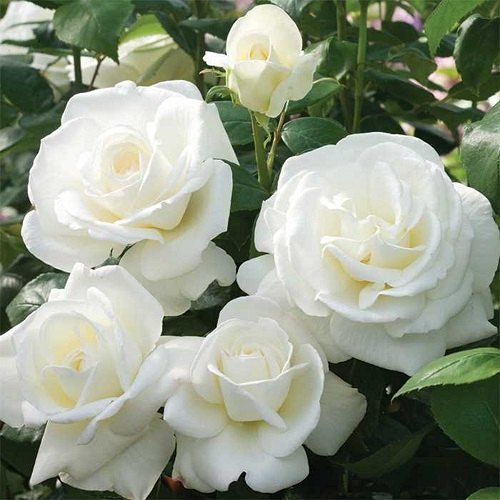 White Rose