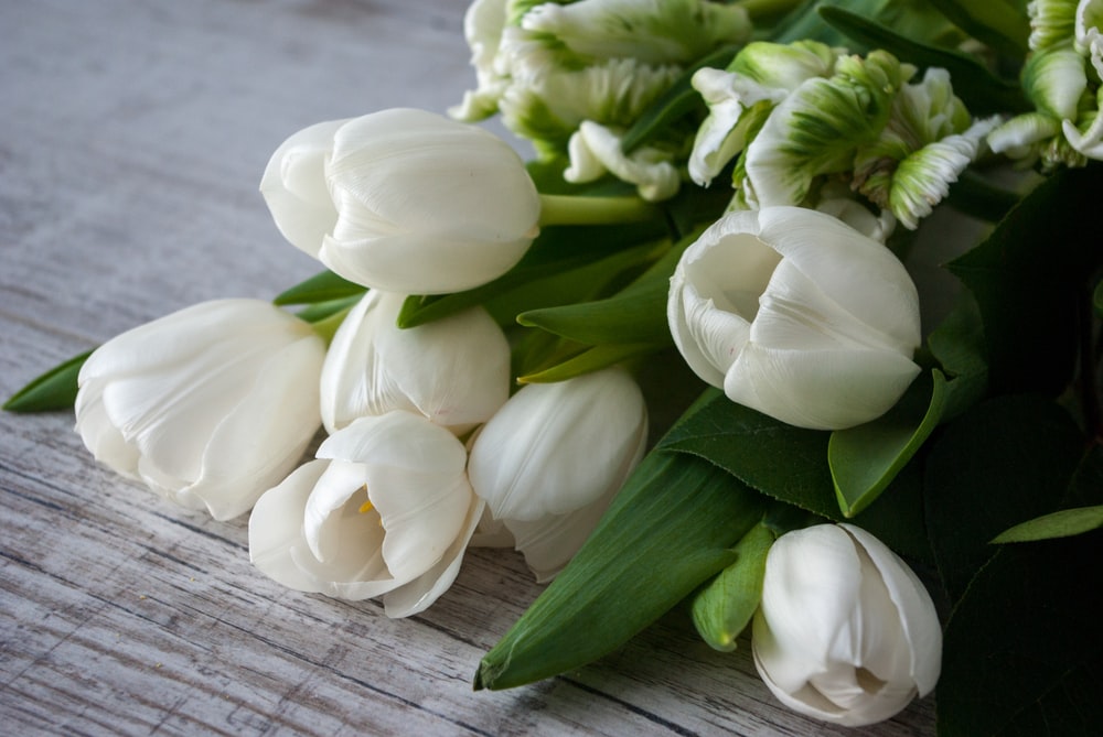 White Tulips