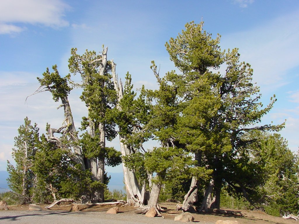 Pine Trees With Soft Needles Comprehensive Identification Guide With