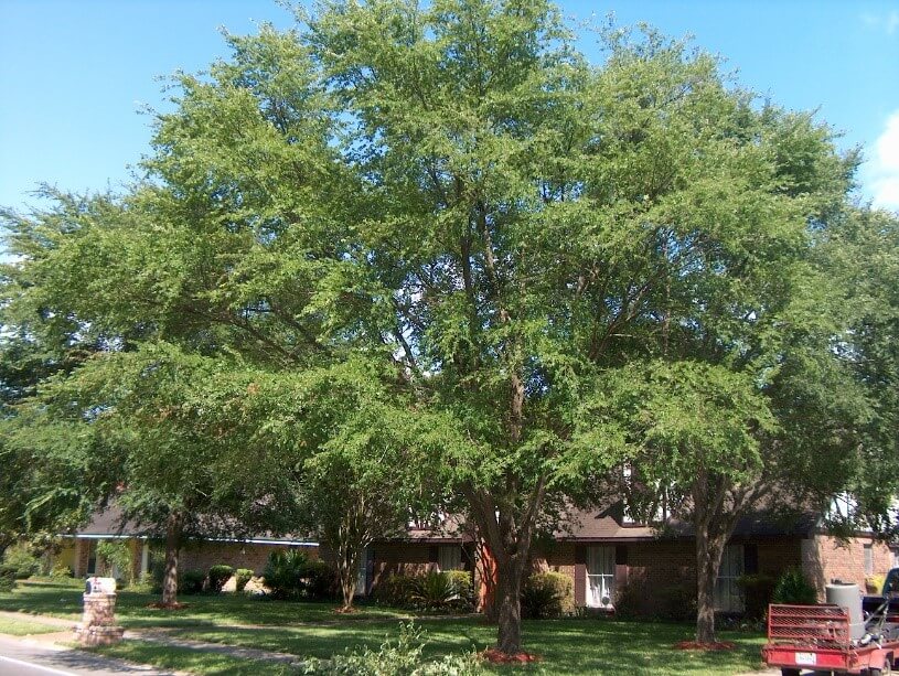 Winged Elm Tree (Ulmus Alata)