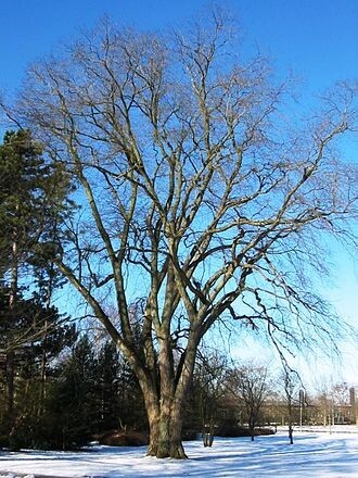 Types of Elm Trees with their Bark and Leaves – Identification Guide ...