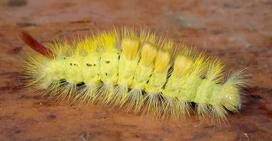Yellow Caterpillars With Identification Guide And Pictures Eathappyproject
