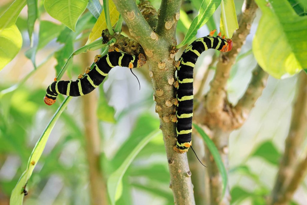 black caterpillar with green stripes