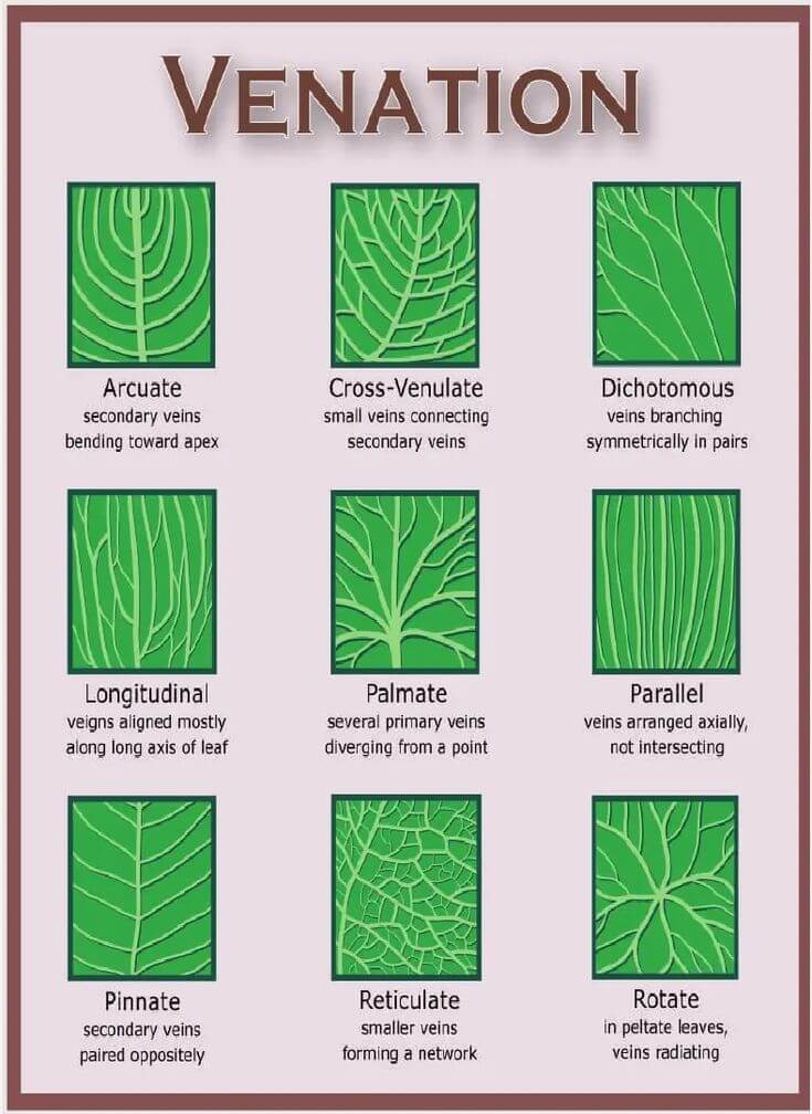 leaf identification based on venation