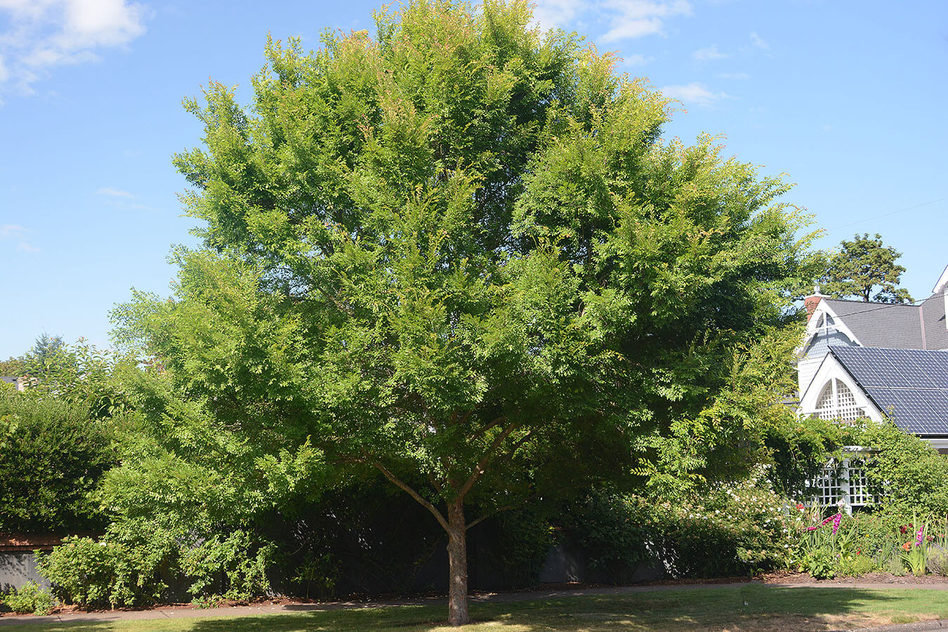 Bosque Elm Tree (Ulmus Parvifolia ‘Bosque’)