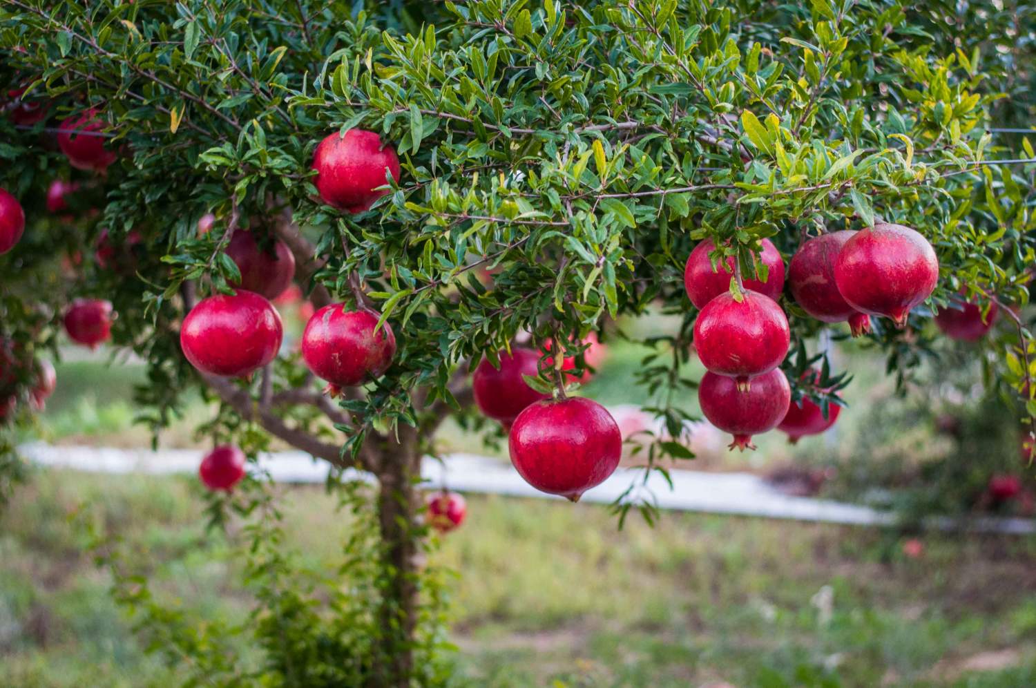 wonderful pomegranate