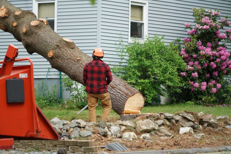 The Importance Of Hiring A Professional For Large Tree Removal