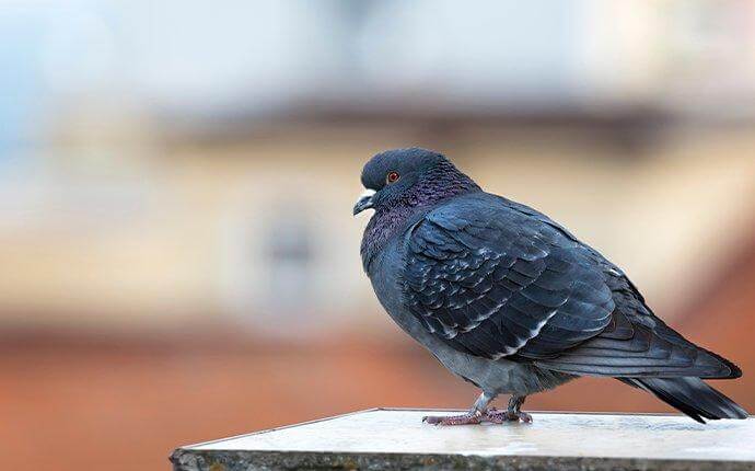 The Ultimate Guide to Pigeon Control: Which Methods Really Work?