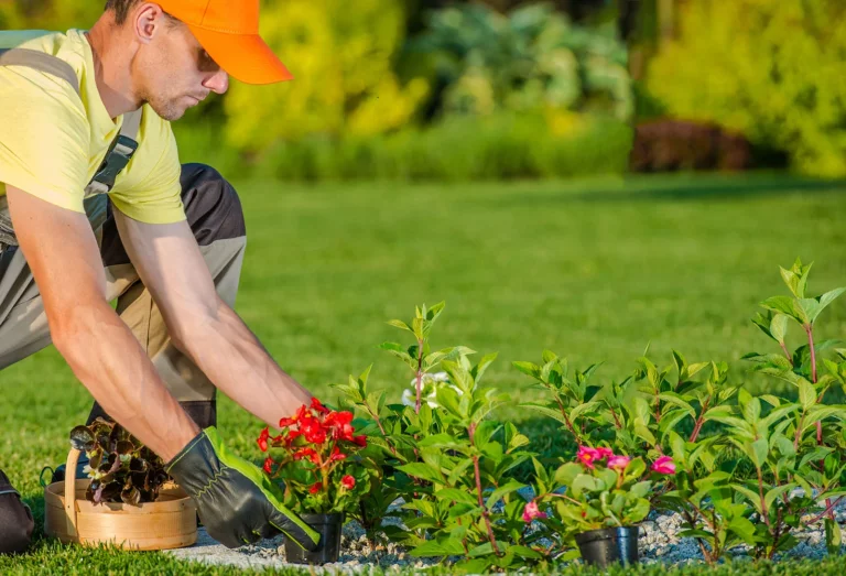 The Ultimate Guide to Garden Maintenance: Essential Tools and Techniques for Every Homeowner