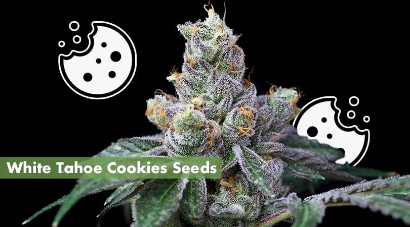 White-Tahoe-Cookies-Seeds-Cover-Photo