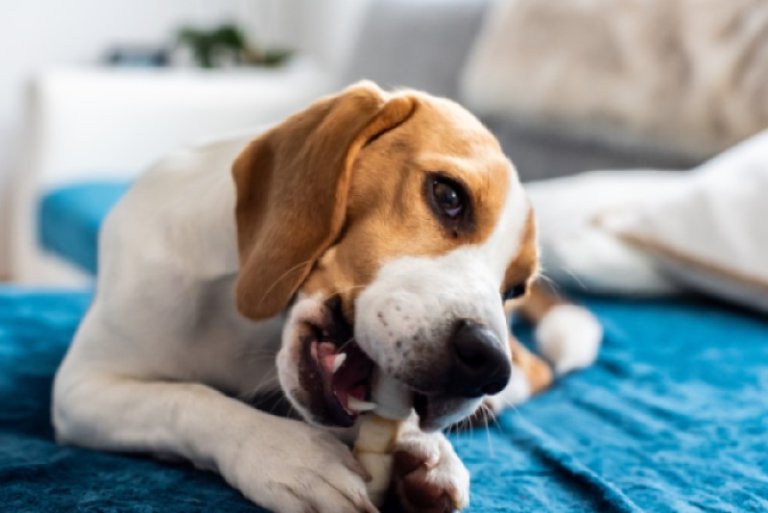 Can Dogs Eat Cooked Bones? The Peril of Bone Splinters and Pet Insurance