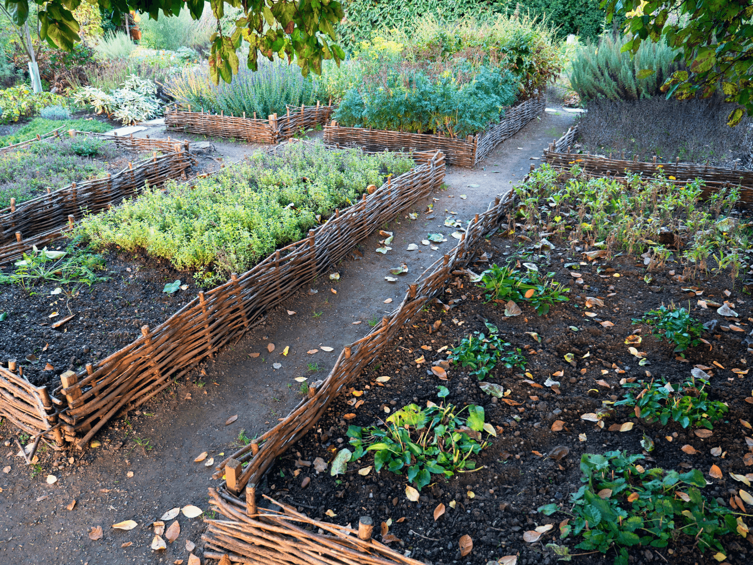 Preparing Your Garden for a Bountiful Fall