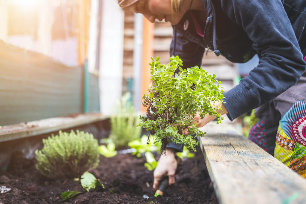 Can Gardening Boost Your Mental Health? Discover the Plants That Calm the Mind