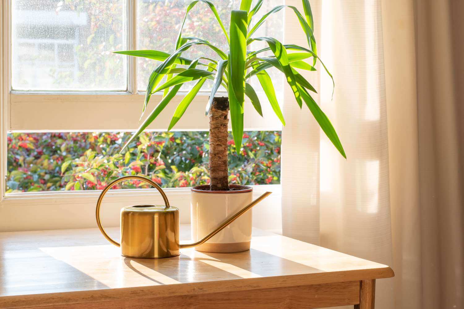 A Yucca plant in a pot sits on a table near a window, adding a touch of greenery to the room