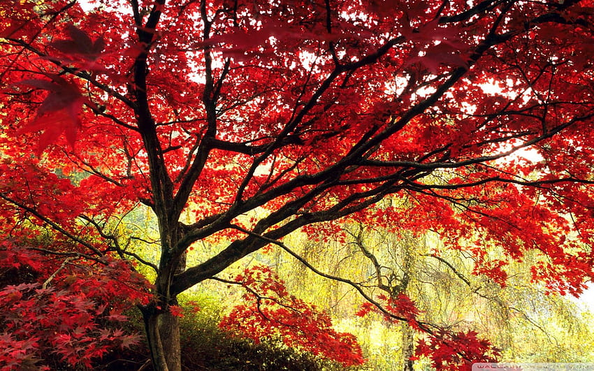 A stunning red tree in the park adorned with vibrant leaves, showcasing the power of anthocyanins.