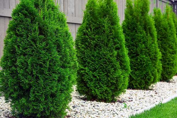 A row of lush green Arborvitae trees standing in a yard.
