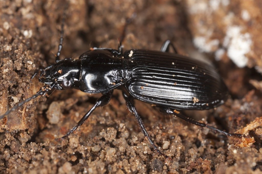 A black beetle with long legs perched on a piece of wood.