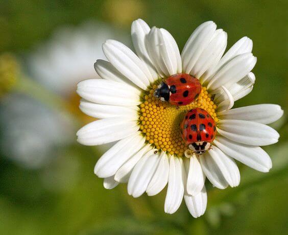 Asian Lady Beetles perched on a white daisy