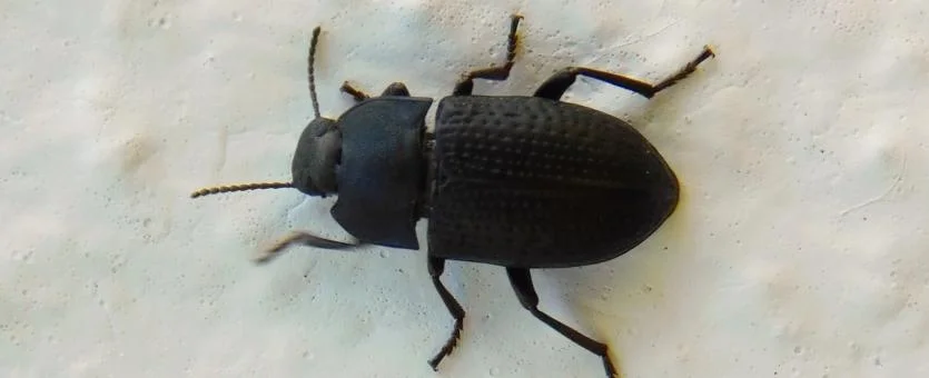 A black beetle on a house wall