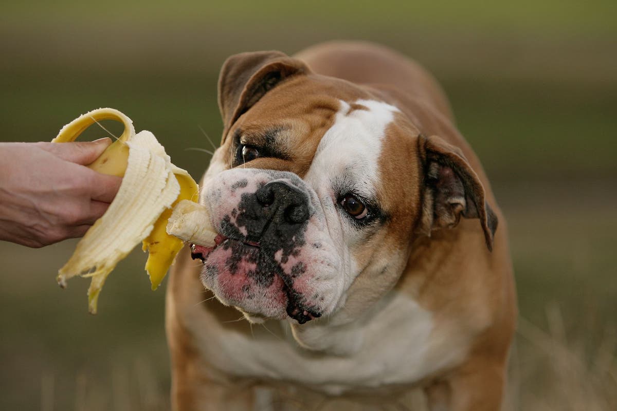 A dog happily munching on a banana, enjoying the sweet taste of this popular fruit