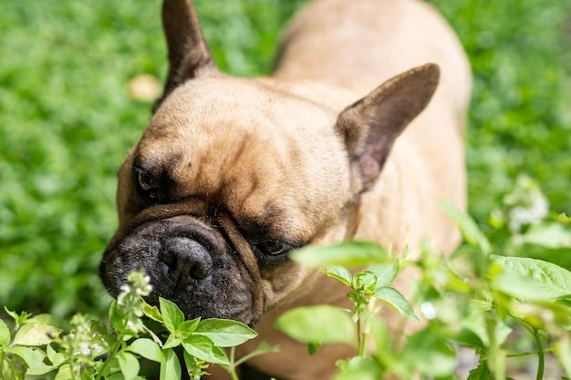 A French Bulldog curiously sniffs green plants