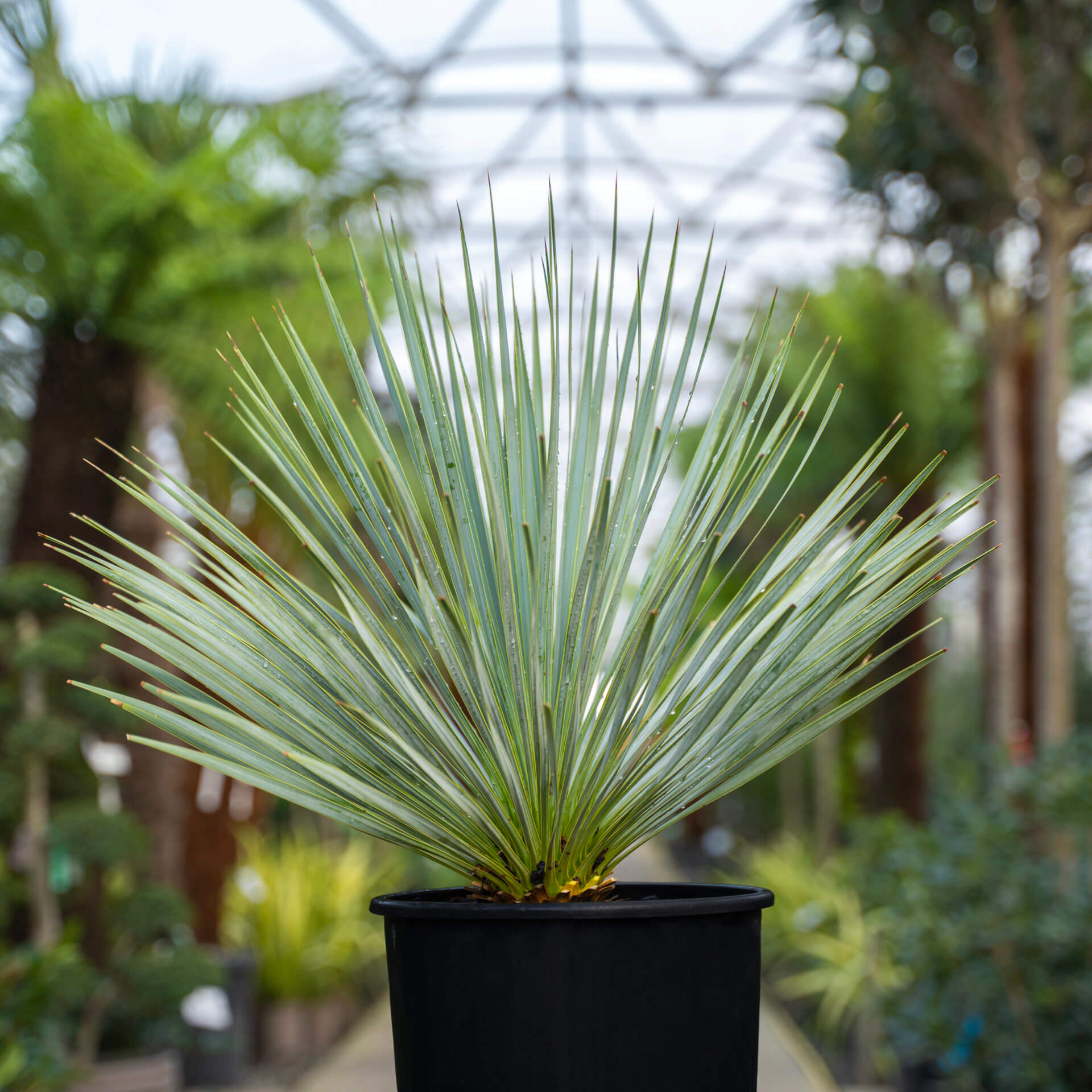 A Beaked Yucca plant in a pot.