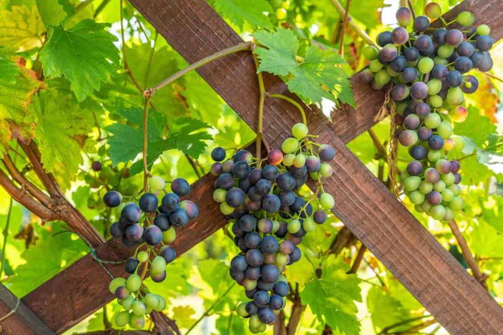 Luscious grapes on the vine, exemplifying the perfect height for a grape trellis